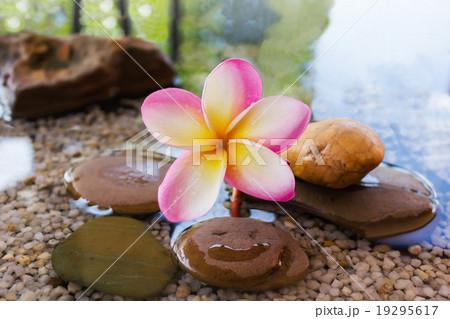 plumeria or frangipani decorated on water and pebble rock in zen style 19295617