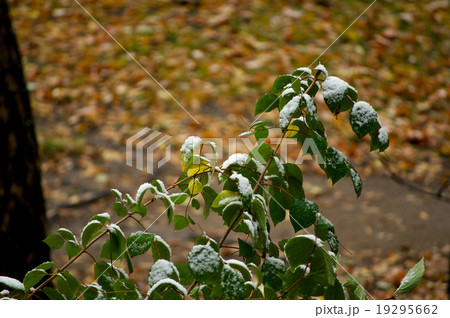 Green leaves with snow Green leaves with snow 19295662