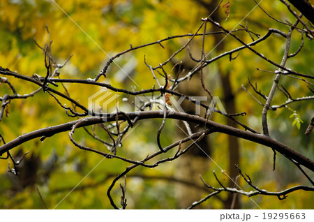 Branch with snow 19295663