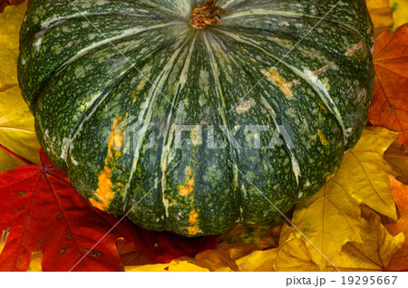 Pumpkin on autumn leaves Pumpkin on autumn leaves 19295667