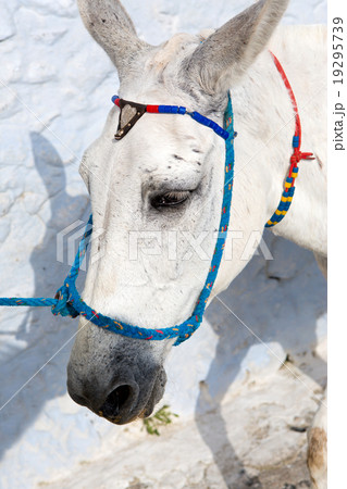 White donkey 19295739