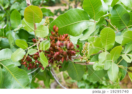 Pistachio tree 19295740