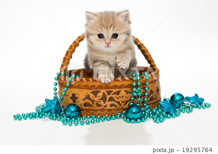 British kitten in a basket 19295764