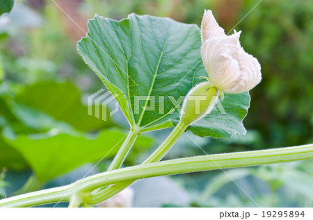 fresh unripe bottle gourd fresh unripe bottle gourd 19295894