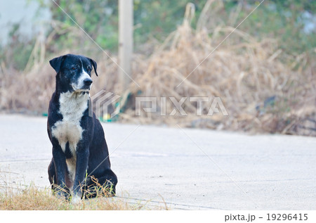 Dog Waiting Dog Waiting 19296415