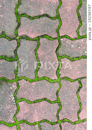 Green grass between cement brick Green grass between cement brick 19296597