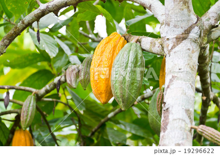 cocoa fruit in the tree 19296622