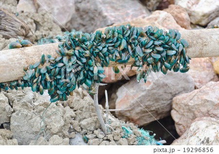 Sea Mussels 19296856