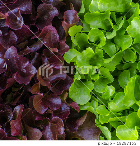 hydroponic vegetable hydroponic vegetable 19297155