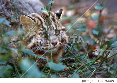 ツシマヤマネコ 19298689