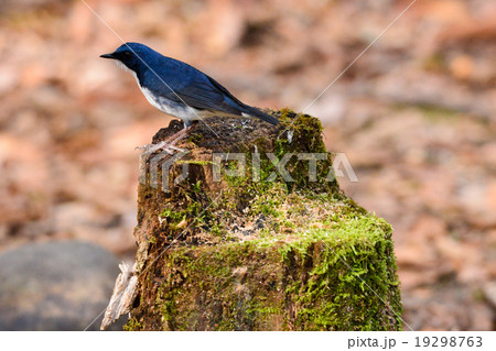 コルリ　雄 19298763