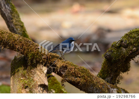 コルリ　雄 19298766