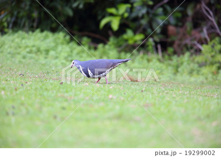 オーストラリアの野鳥・ウォンガバト オーストラリアの野鳥・ウォンガバト 19299002