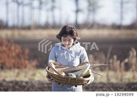 秋野菜　収穫 19299099