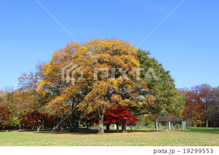 代々木公園の紅葉 代々木公園の紅葉 19299553