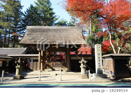 平林寺の紅葉 19299554
