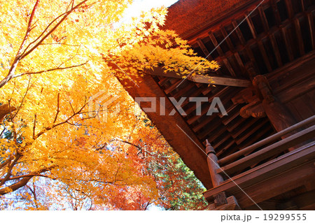 平林寺の紅葉 平林寺の紅葉 19299555