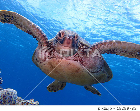 海亀のカメラ目線の写真素材