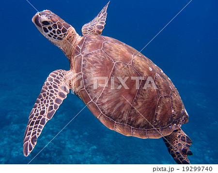 優雅に泳ぐ海亀の写真素材