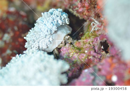 バオバブカイカムリ　沖縄本島 19300458