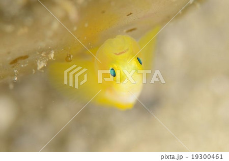ナカモトイロワケハゼ 沖縄本島 ナカモトイロワケハゼ 沖縄本島 19300461
