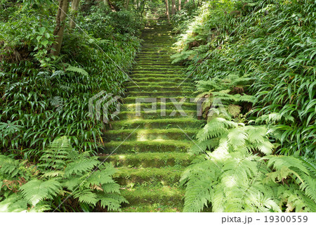 苔の階段 鎌倉 日本の写真素材
