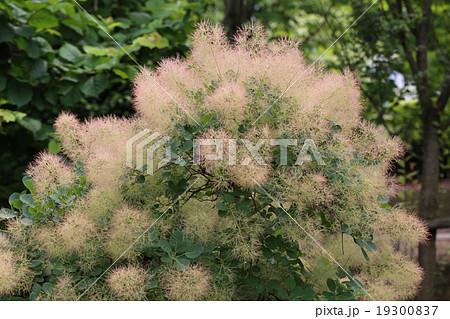 ケムリノキ 19300837