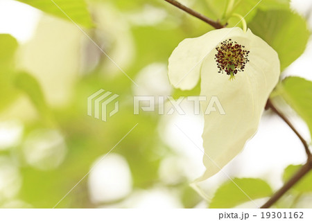 ハンカチノキ ハンカチノキ 19301162