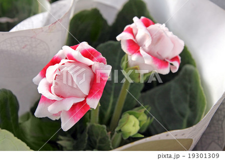 Gloxinia flower (lat. Gloxinia) 19301309