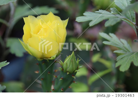 ウチワサボテン  19301463