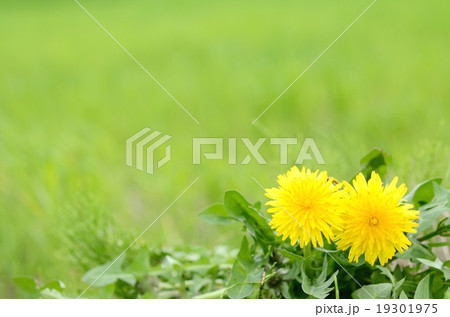 野原に咲くタンポポ 19301975