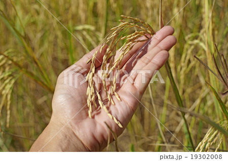 rice in man hand 19302008