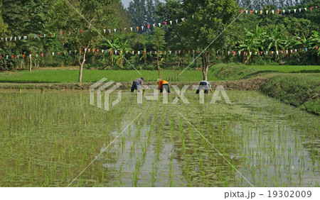 farmers planting rice 19302009