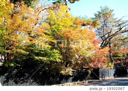 紅葉の角館 19302067