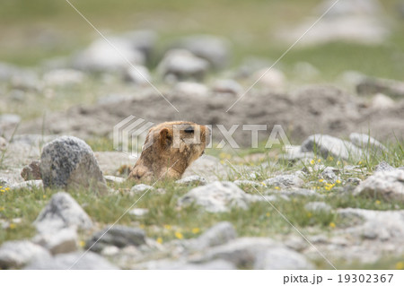 marmot in hold on field 19302367