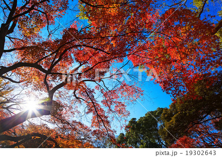 六義園のモミジの紅葉 六義園のモミジの紅葉 19302643