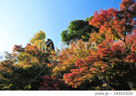 鎌倉の紅葉 鎌倉の紅葉 19302930