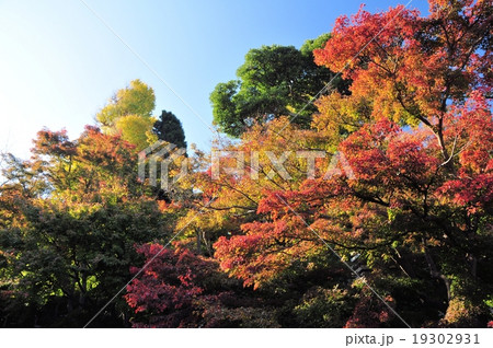 鎌倉の紅葉 19302931