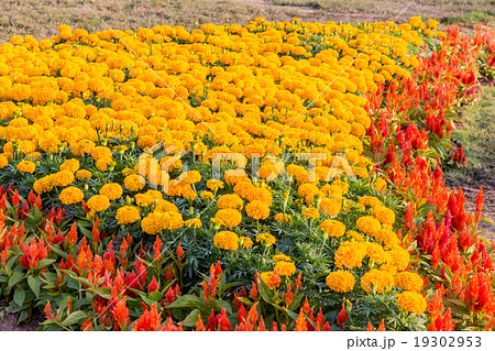 Marigold flower and other spring flower 19302953