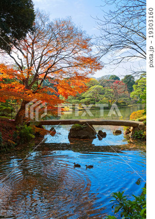 六義園の紅葉と湖面に映える景観 19303160