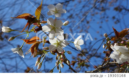 練馬区の公園に咲く山桜花の写真素材