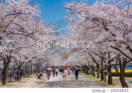 城 桜 大阪 大阪城公園お花見2022の平日・土日の混雑状況！屋台や口コミまとめ！