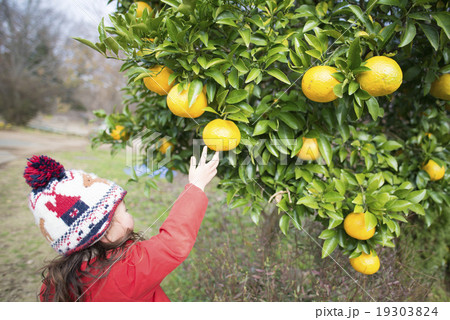 柚子に触る子供 19303824