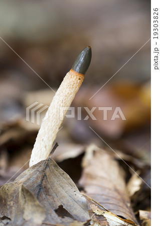 Dog stinkhorn fungus (Mutinus caninus) 19303826