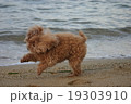 波際で遊ぶ愛犬 19303910