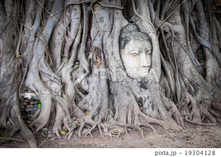 Head of Buddha statue in the tree roots at Wat Mah 19304128