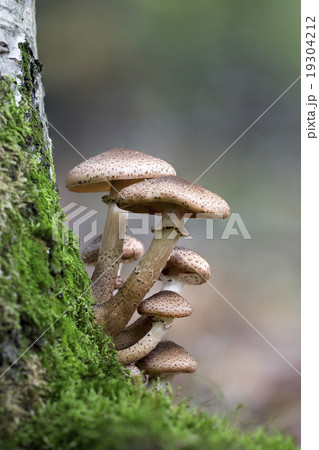 Dark honey fungus (Armillaria solidipes) 19304212