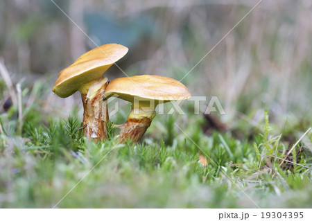 Greville's Bolete or Larch Bolete Greville's Bolete or Larch Bolete 19304395