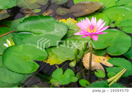 Lotus in hot Spring water boiling 19304570