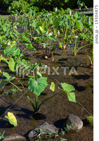 タロイモの水田 19304875